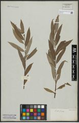 Foto von Salix alba L.